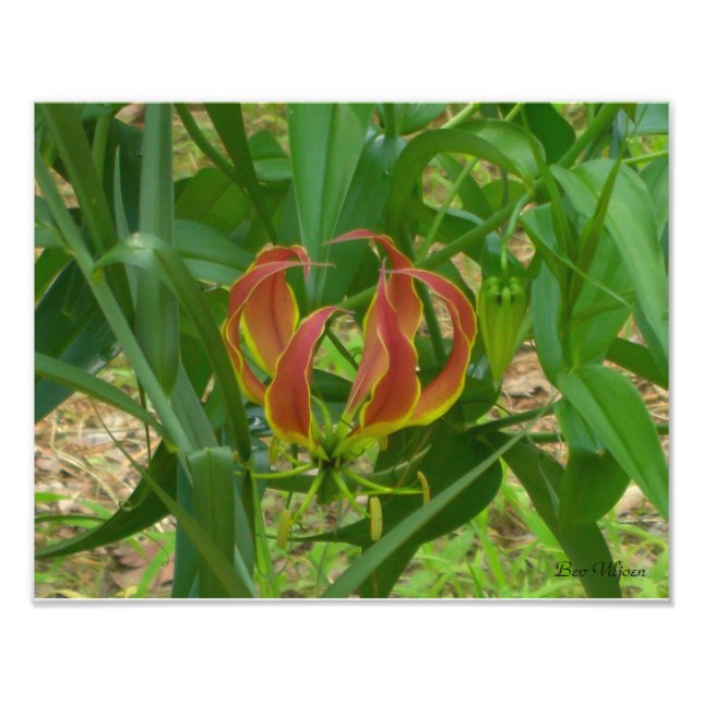 Foto Flame Lily - Gloriosa Superba (Frente)