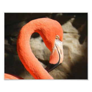 Foto Flamingo