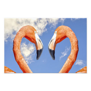 Foto flamingo caribenho coração de amor