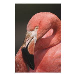 Foto Flamingo chileno, chilensis de Phoenicopterus