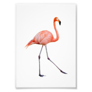 Foto Flamingo cor-de-rosa