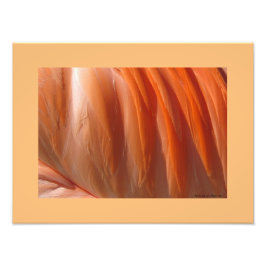 Foto Flamingo II Impressão fotográfico por Linda Becker