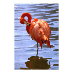 Foto Flamingo numa perna na água