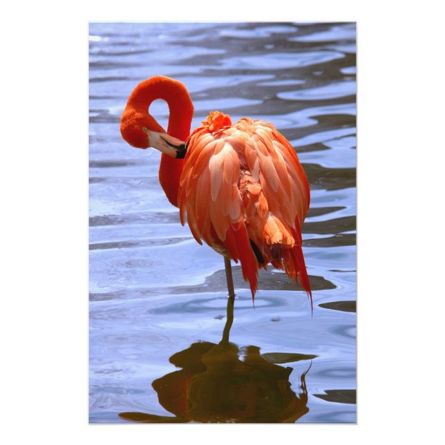 Foto Flamingo numa perna na água (Frente)