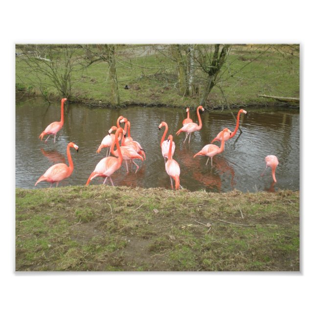 Foto Flamingo Rosa (Frente)