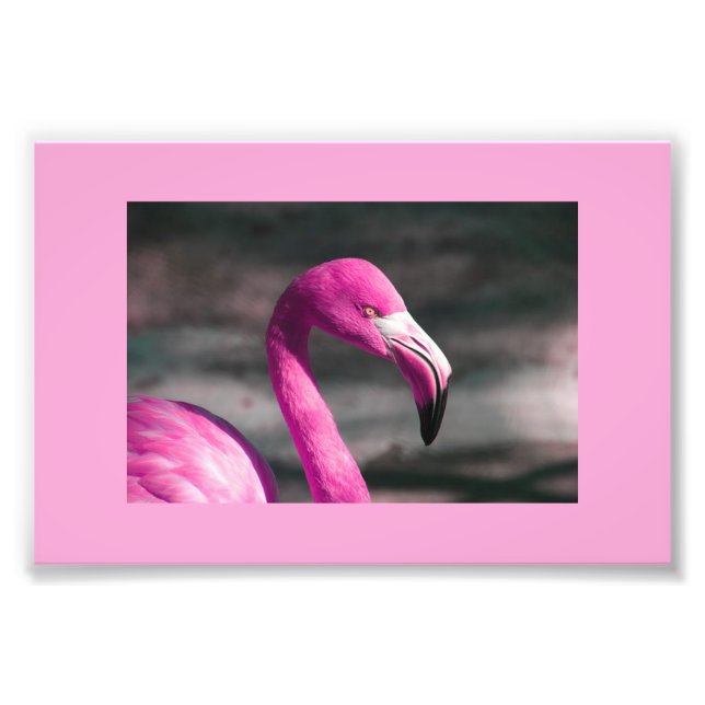 Foto Flamingo Rosa Posando Bonito (Frente)