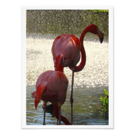 Foto Flamingos na água por Linda Becker
