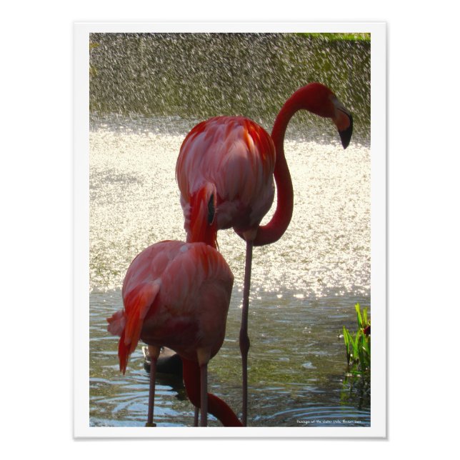 Foto Flamingos na água por Linda Becker (Frente)