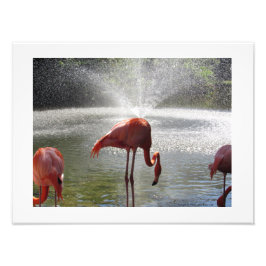 Foto Flamingos na Fountain Photo Impressão por Linda Be