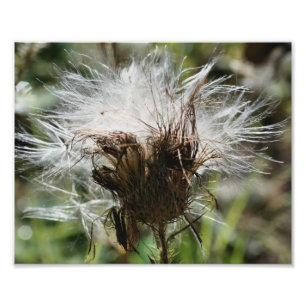 Foto Floffy White Thistle Fower Seeds 10x8 Natureza