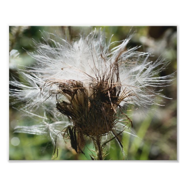Foto Floffy White Thistle Fower Seeds 10x8 Natureza (Frente)