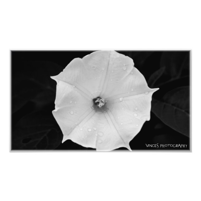 Foto Flor (Frente)