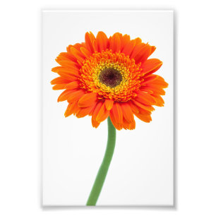 Foto Flor alaranjada da margarida do Gerbera