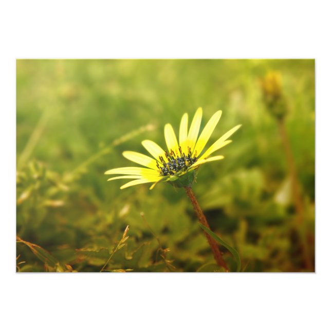 Foto Flor amarela (Frente)