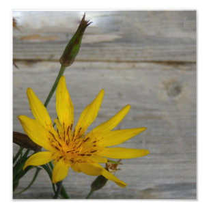 Foto Flor amarela da estrela