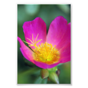 Foto Flor Amarela e Rosa