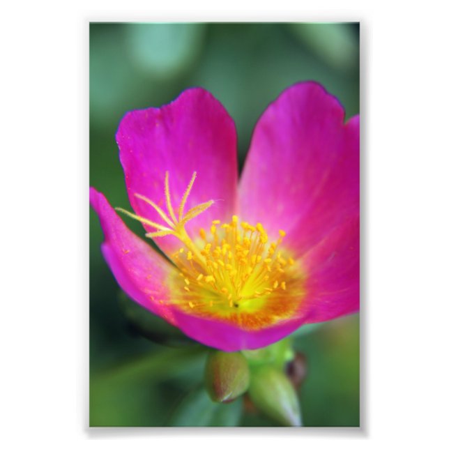 Foto Flor Amarela e Rosa (Frente)