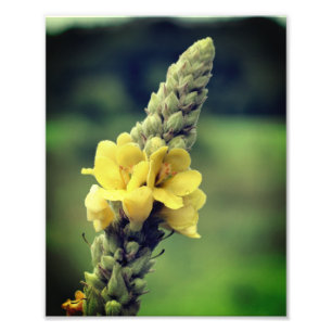 Foto Flor Amarelo Selvagem Mullein 8x10