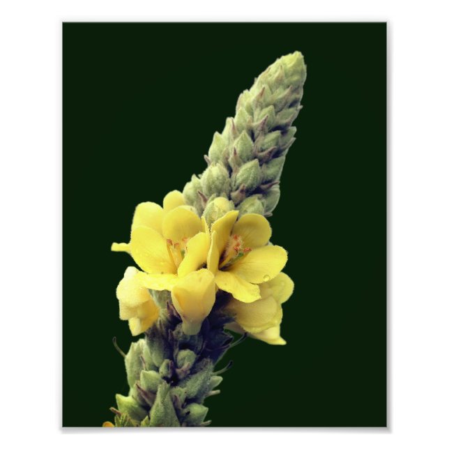 Foto Flor Amarelo Selvagem Mullein 8x10 (Frente)