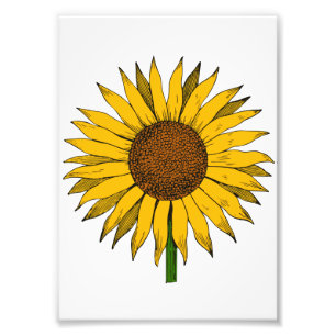 Foto Flor Amarelo Sunflower