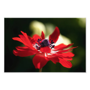 Foto Flor Anêmone Vermelho