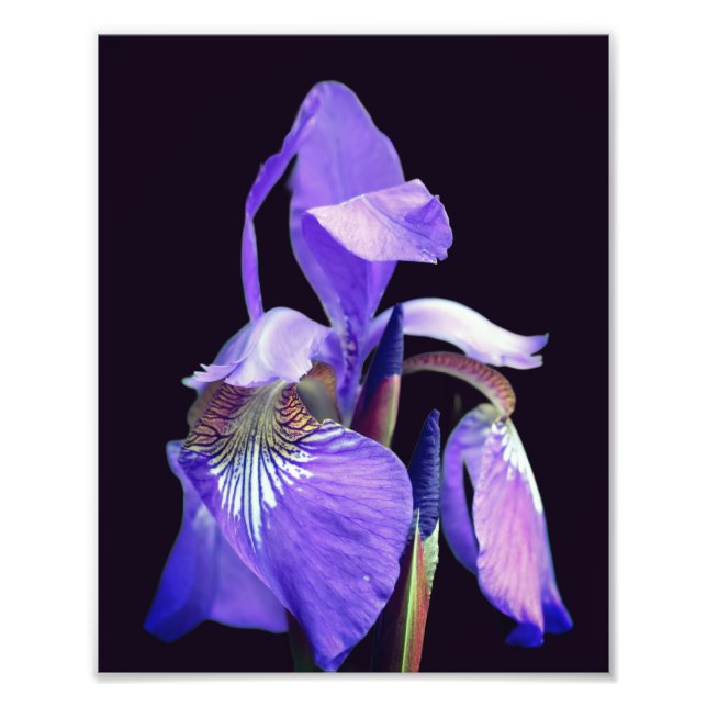 Foto Flor Azul Pálido Sinalizador Iris 8x10 (Frente)