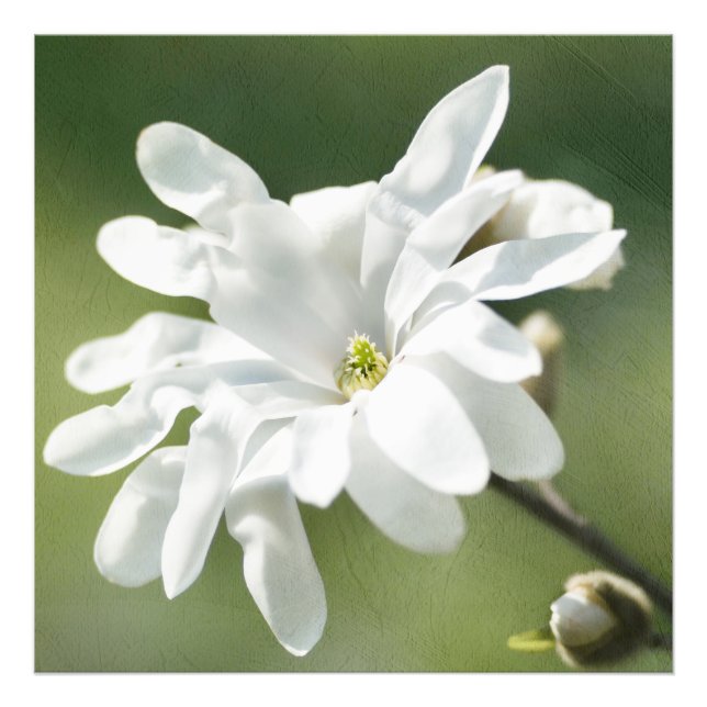 Foto Flor Branca (Frente)