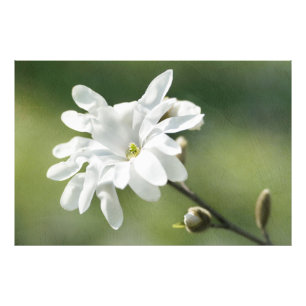 Foto Flor Branca