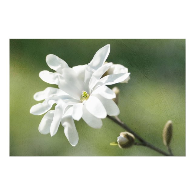 Foto Flor Branca (Frente)