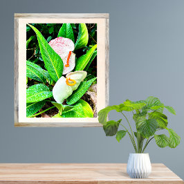 Foto Flor Branca de Anthurium Puerto Vallarta