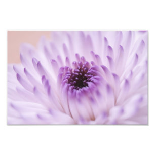 Foto Flor branca e roxa