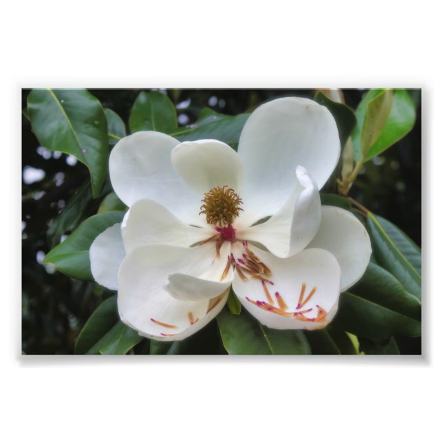 Foto Flor Branca Magnolia (Frente)