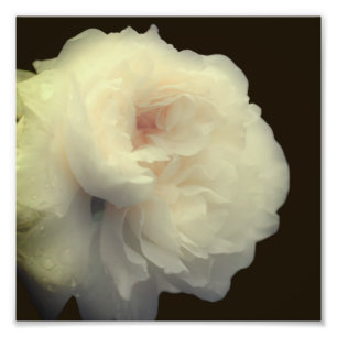 Foto Flor Branca Rosa No Sangue Do Cheio 8x8