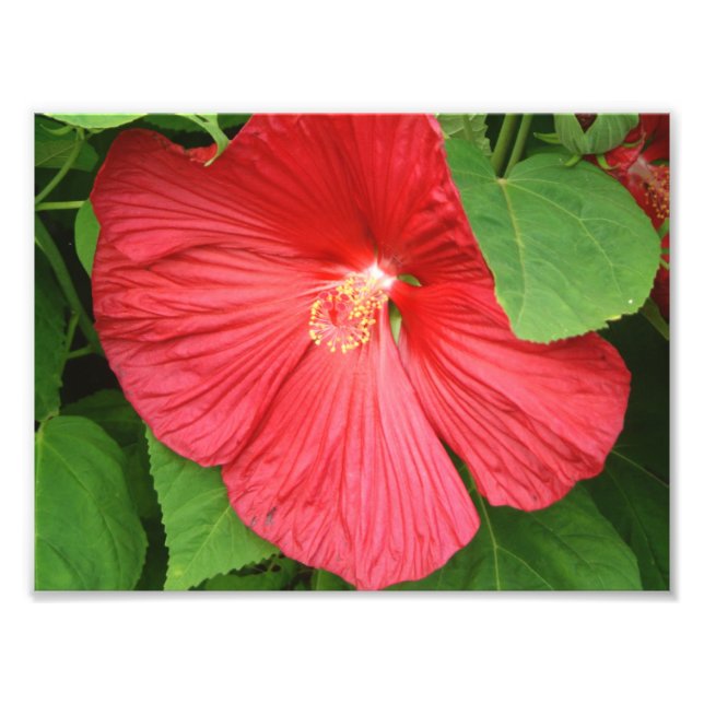 Foto Flor Brilhante Magenta Hibiscus Floral (Frente)