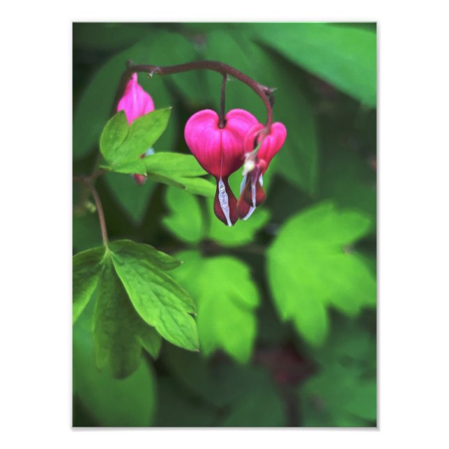 Foto Flor Cardíaca Dark Hemorragia (Frente)
