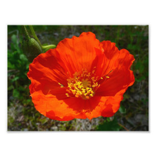 Foto Flor Colorido Vermelho do Alasca