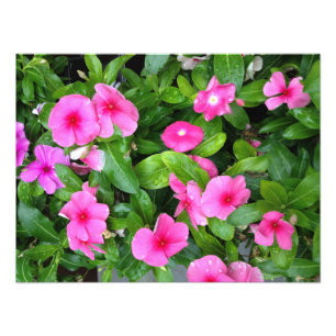 Foto Flor cor-de-rosa Bush do Vinca