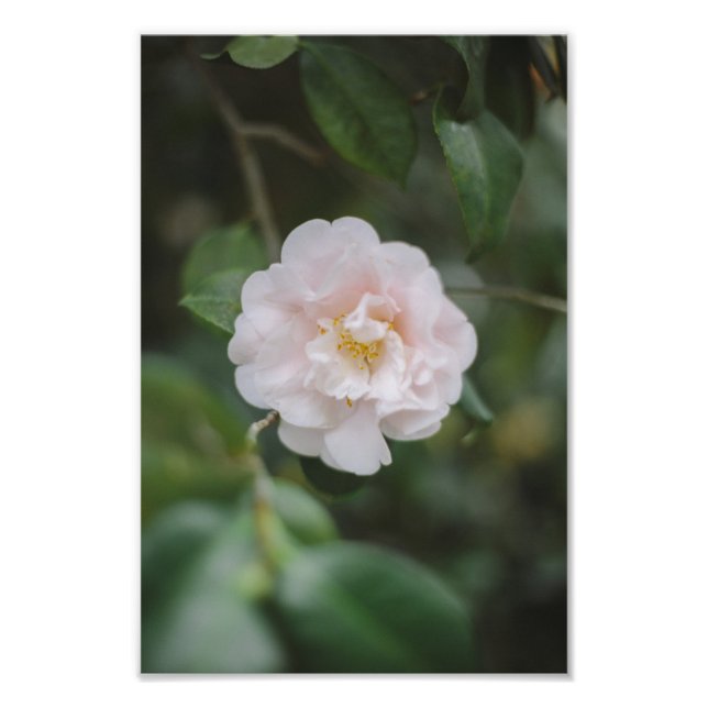 Foto Flor da Camellia Branca (Frente)