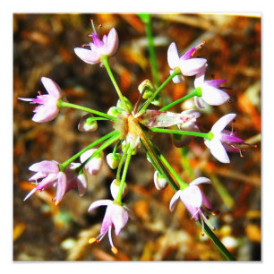 Foto Flor da cebola selvagem