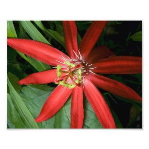 Foto Flor da Paixão Vermelha