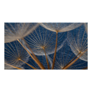 Foto Flor, dandelion,