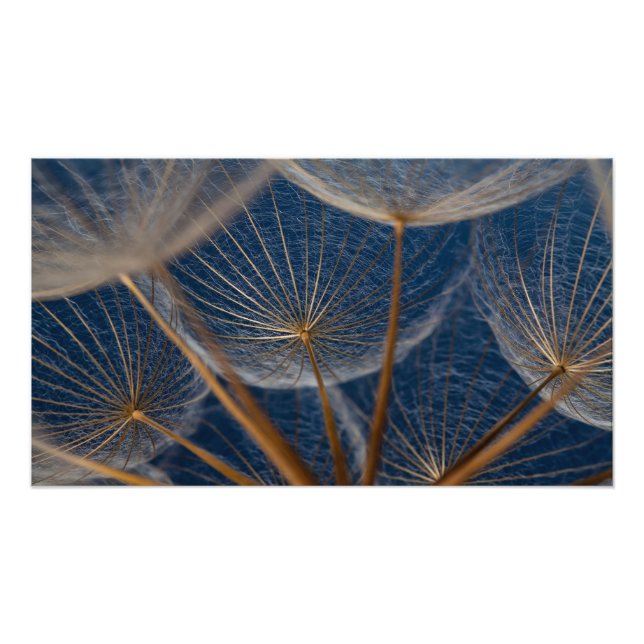 Foto Flor, dandelion, (Frente)