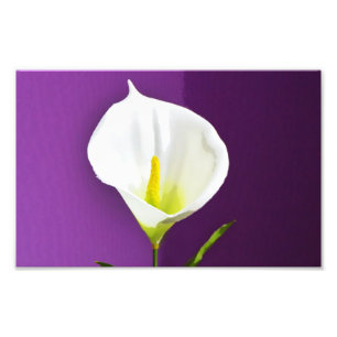 Foto Flor de Cala Lírio