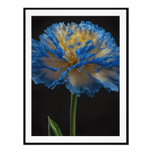 Foto Flor De Cárnação Azul E Amarelo,