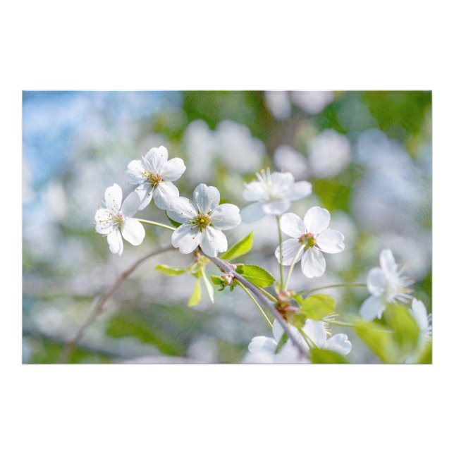 Foto Flor de Cerejeira Branca (Frente)