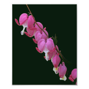 Foto Flor de Corações Sangrentos Rosa 8x10