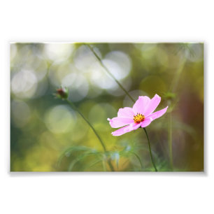 Foto Flor de Cosmos Rosa com Bokee de Hora do Ouro Verd