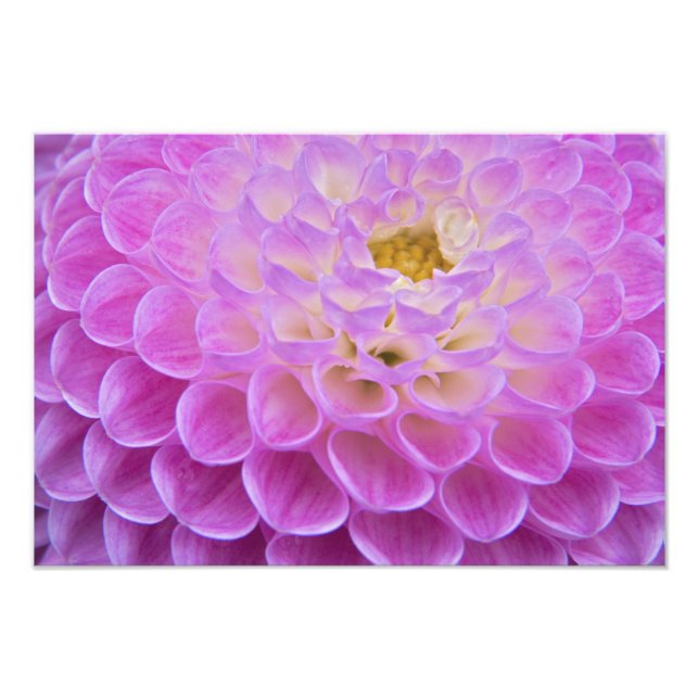 Foto Flor de crisântemo decorando túmulo em (Frente)