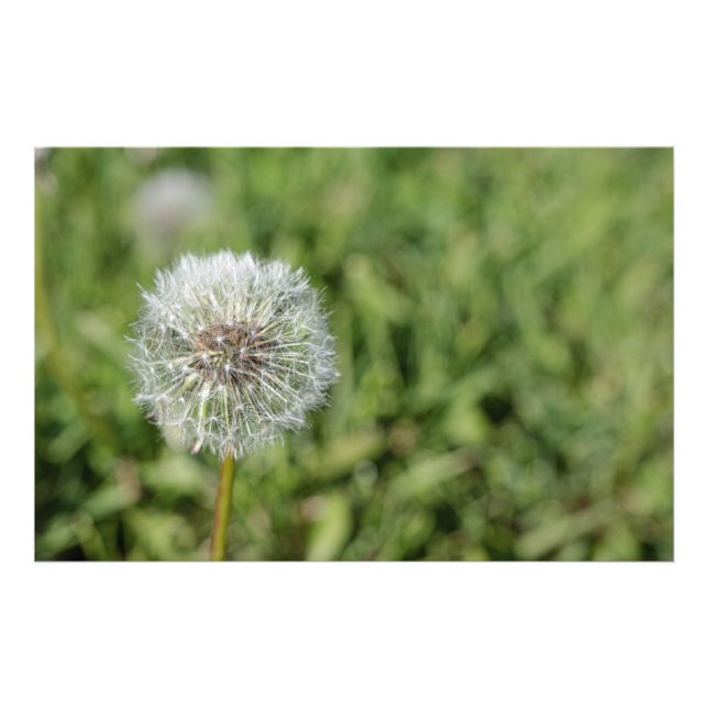 Foto Flor de dandelion branco sobre grama verde (Frente)
