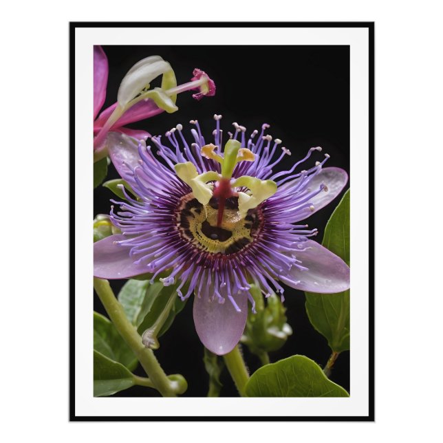 Foto Flor de Fruta de Paixão Roxo, (Frente)